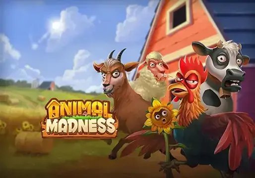 Animal Madness - Spin City - Lesotho